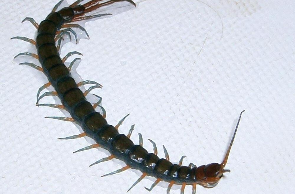 Çıyan